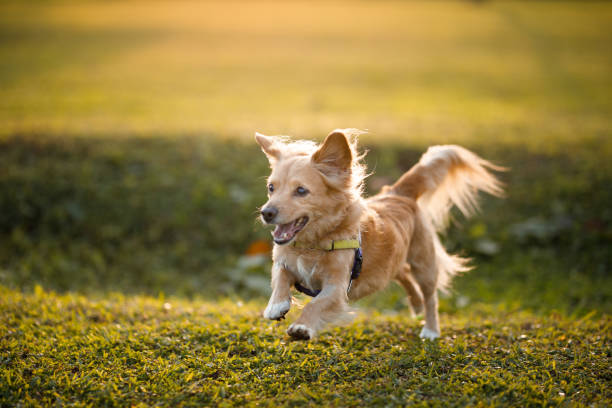 istock Small dog running and jumping at the park 1511706609