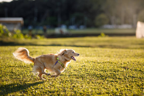 istock Small dog running at the park 1511712084