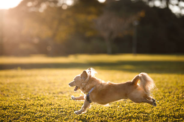 istock Energetic dog running at the park 1511714150