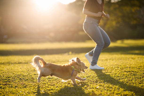 Dog running with his owner at the park