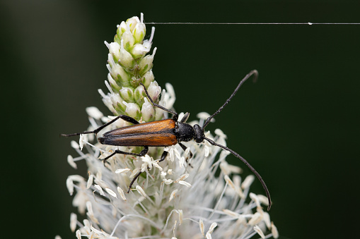 Fairy-ring Longhorn Beetle (Pseudovadonia livida) sitting on a white flower of \tcommon plantain (Plantago major) at dark green background