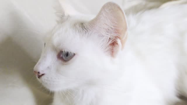 Domestic white cat with light blue eyes. close up view