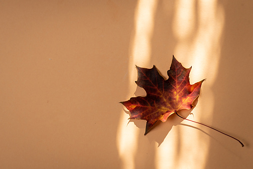 A maple leaf on paper, illuminated by the sun's rays