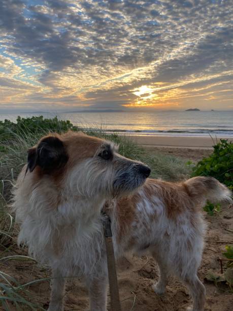 istock Sunrise Dog Walk 1511761435