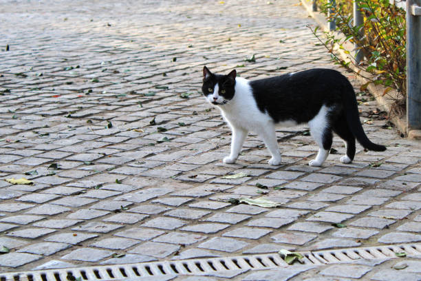 istock Stray cat that lives in the park 1511763579