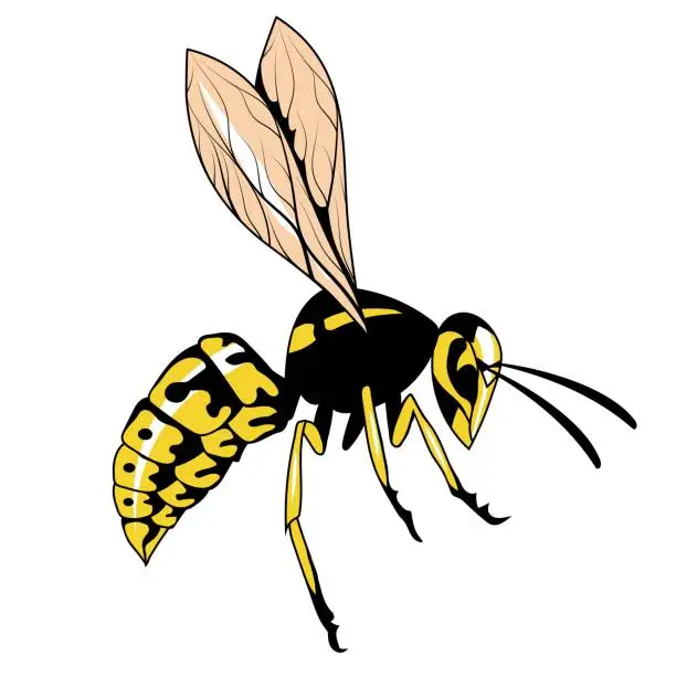 Vector illustration of Wasp. Vector illustration of a hornet or bee. Dangerous striped insect