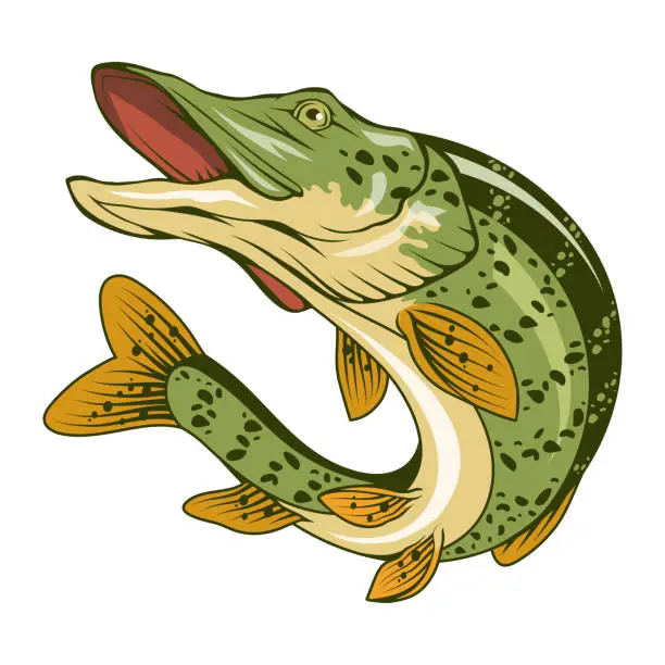 Vector illustration of Pike. Vector illustration of a jumping fish. Fishing logo. Angry fish