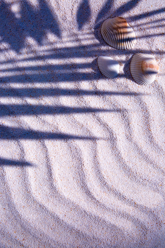 Seashells on the wavy sand texture in the palm leaf shadow with copy space, top view.