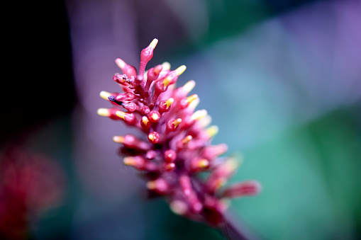 Odontonema flower