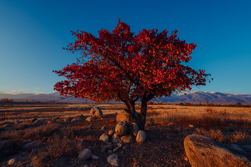 Autumn landscape with tree wide angle view, Kyrgyzstan