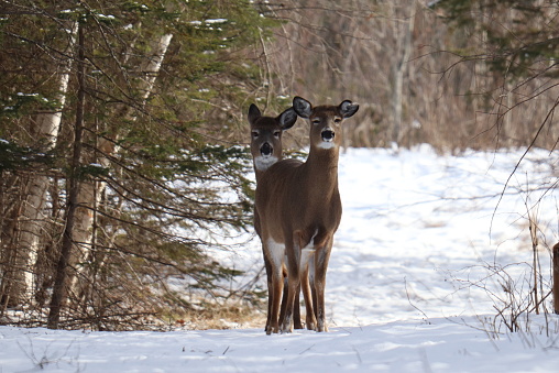 Two (2) deer with one standing in front of the other