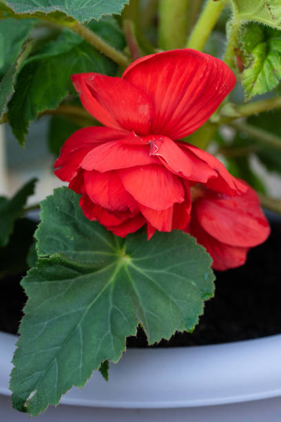 90+ Double Begonia Stock Photos, Pictures & Royalty-Free Images
