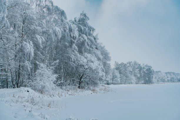 istock Lakeside with snow-covered trees in winter 1511815753