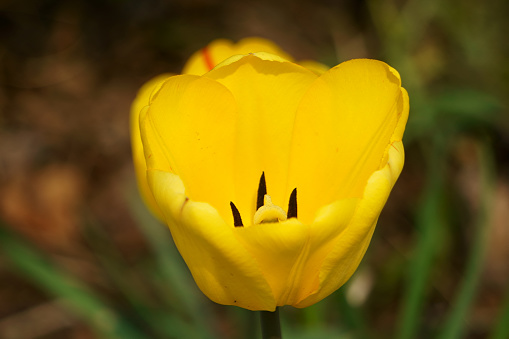 A yellow tulip standing out in a field of red tulips in Holland.