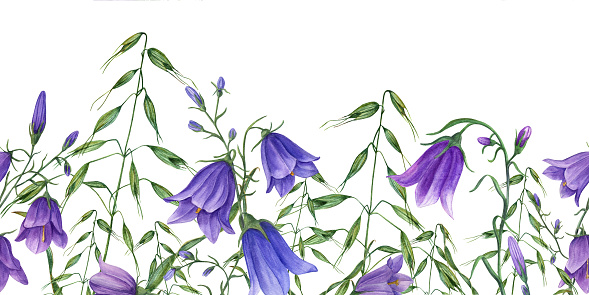 Summer meadow wildflowers seamless border isolated on white background. Watercolor illustration right bluebell flowers and wild oats. Perfect for textile, scrapbooking, invitation.