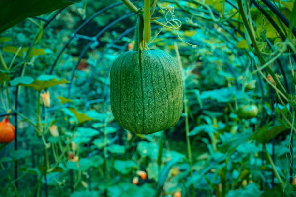 Pumpkin grows in a greenhouse