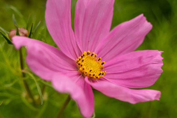 istock cosmos flower close up 1511829855