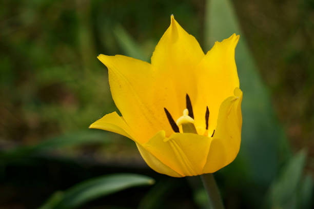 istock Golden Tulip with Spikey Petals 1511831470