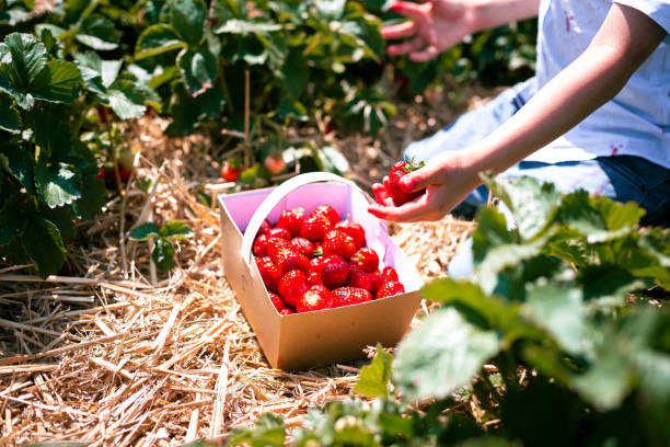 istock Pick your own strawberries 1511834219