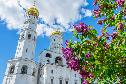 Lilac against the background of the Assumption Cathedral of the Moscow Kremlin, Moscow, Russia