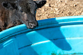 Thirsty calf face closeup in Missouri