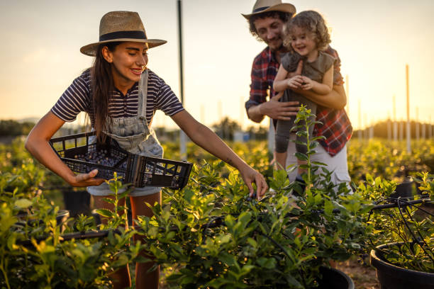 istock Family picking blueberries on a organic farm 1511853065