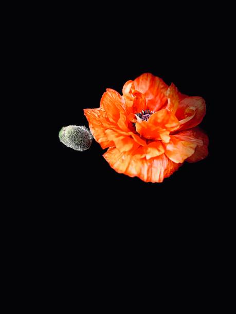 technique d’éclairage de studio coquelicot oriental rouge vif unique en fleurs isolé sur fond noir avec espace de copie. concept du mémorial de la première guerre mondiale - poppy oriental poppy macro corn poppy photos et images de collection