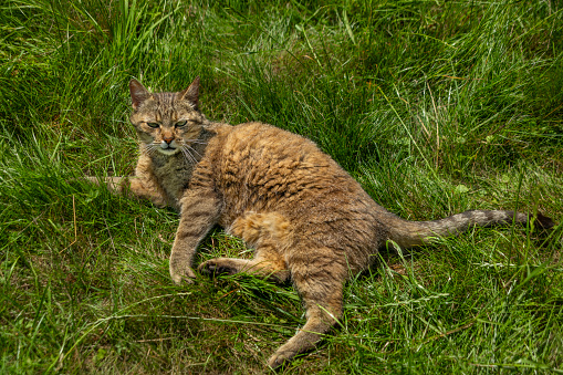 Curved mouth male cat in green grass meadow in summer sunny fresh day