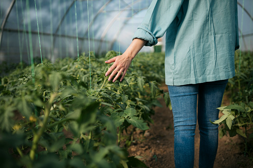 Back view of woman walking in the greenhouse. Female farmer walking in tomato farm touching the plants with hand.