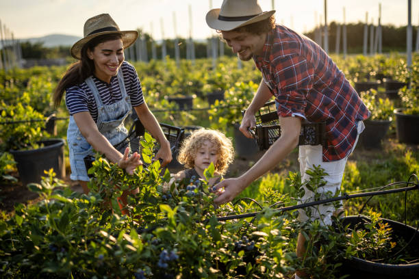 istock Family picking blueberries on a organic farm 1511871177