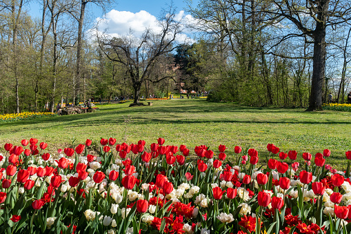 Pralormo, Turin, Italy - 04 01 2023: Every spring in the park of the Castle  located just thirty kilometers from Turin, more than 100,000 flowers bloom, including tulips and daffodils, welcoming the visitors.