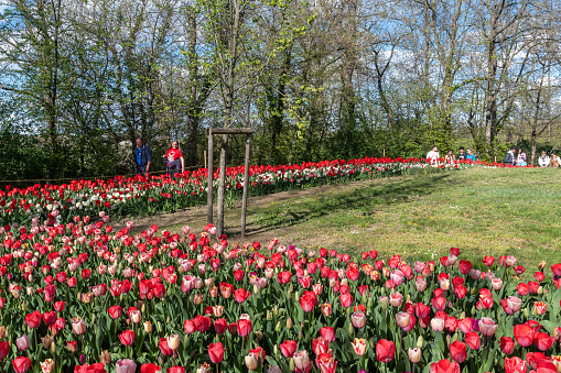 Pralormo, Turin, Italy - 04 01 2023: Every spring in the park of the Castle  located just thirty kilometers from Turin, more than 100,000 flowers bloom, including tulips and daffodils, welcoming the visitors.