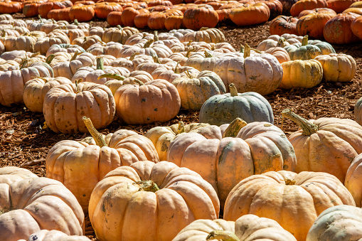 This is a display of autumn pumpkins and squash at a Hudson Valley farmers market in upstate New York.