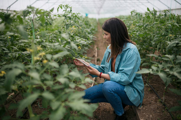 istock Young woman working in smart organic farm 1511882798