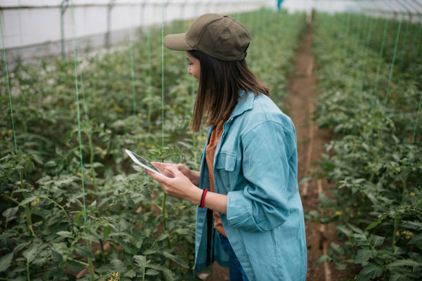 istock Farmer checking tomato plants in greenhouse 1511887046