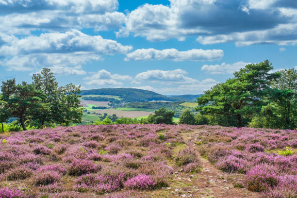 istock Heath landscape near Neu Bamberg/Germany 1511900757