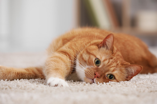 Cute ginger cat lying on carpet at home, closeup