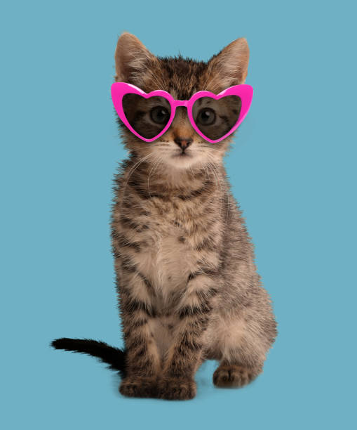 istock Cute fluffy kitten with heart shaped sunglasses on light blue background 1511924181
