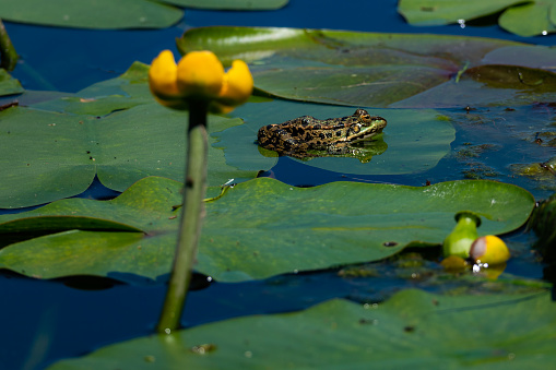 image of water lily flower and green leaves. The water lily flower, which is an aquatic plant, stands on the surface of the water in lakes and streams and offers impressive beauties. Shot with a full-frame camera in daylight.