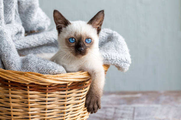 istock Pet animal, siamese kitten cat 1511934134