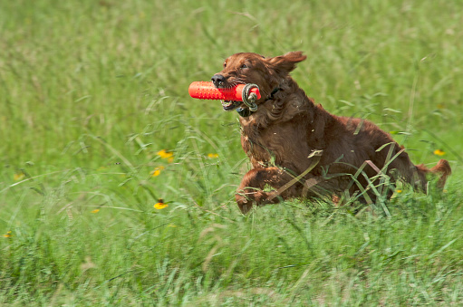 Golden Retriever running with orange training bumper