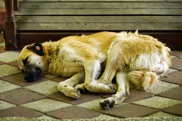 istock Street animals 1511934695