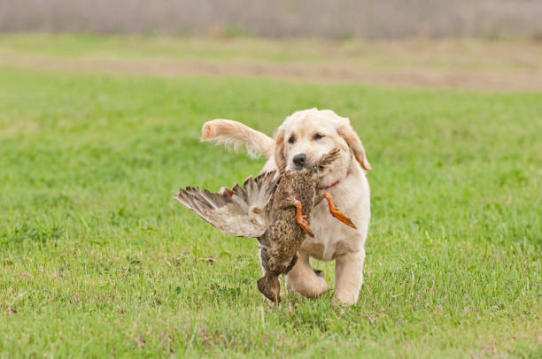istock Golden Retriever Puppy Retrieving 002 1511934749