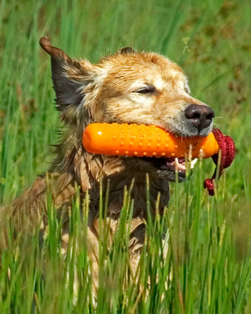 istock Golden Retriever Running with Bumper 001 1511934806