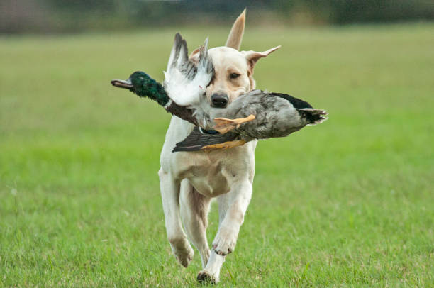 istock Yellow Lab Puppy Retrieving 003 1511935570