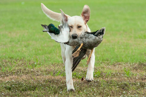 istock Yellow Lab Puppy Retrieving 004 1511935572