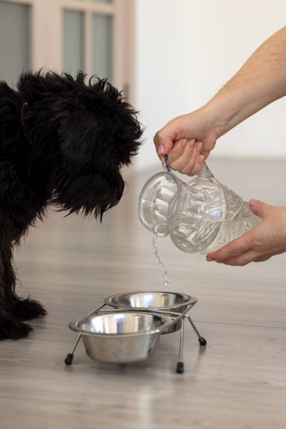 istock The hostess pours water into a bowl for a miniature schnauzer dog 1511951204