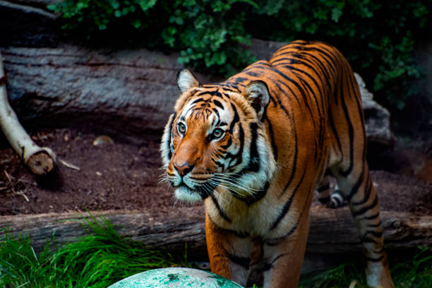 istock Tiger_Panthera tigris 1511994586