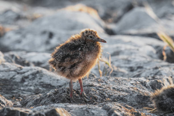 istock Seagull chick standing on the beach 1512002026