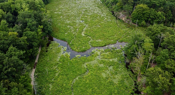 Storm damage in the forest, natural disaster - aerial view